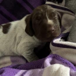 Arrow - Liver roan male German Shorthaired Pointer puppy in Enfield, North Carolina from Fishing Creek GSP