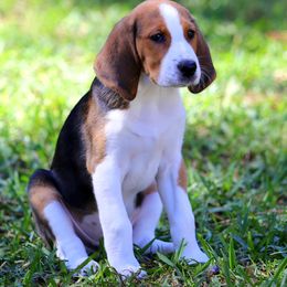 American Foxhound and American Staffordshire Terrier Puppies from Whitlow Kennel