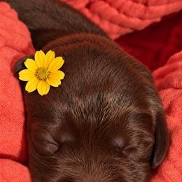 Labrador Retriever Puppies from Mahmen's Meadow Retrievers