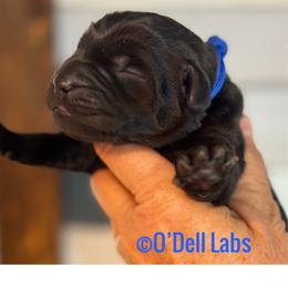 Hagrid - Black male Labrador Retriever puppy in Sullivan, Missouri from O’Dell Labs