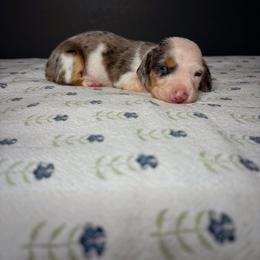Moonshine - Piebald male Dachshund puppy in Lumber City, Georgia from CarolinaDachshunds