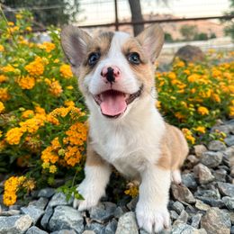 Boy 2 - Pembroke Welsh Corgi puppy in Springville, California from Campbell Creek Corgis