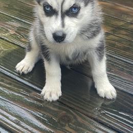 Siberian Husky Puppies from Heddens Husky Hideaway