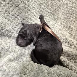 Mousse - Black male Poodle puppy in Salmon, Idaho from Stunningly Sweet Standards