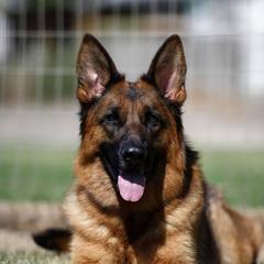 Angel - German Shepherd