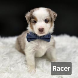 Racer - Red merle male Australian Shepherd puppy in Annville, Pennsylvania from Creekside Aussies LLC