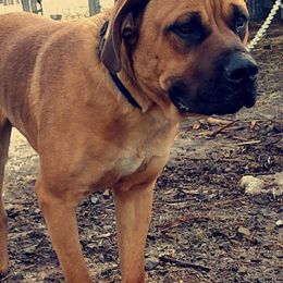 Mastiff All Grown Up from Braveheart Mastiffs