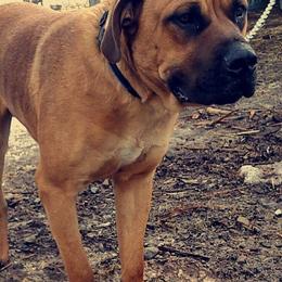 Mastiff All Grown Up from Braveheart Mastiffs