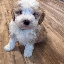 Wylder - Yellow and white male Bernedoodle puppy in Lincoln, Nebraska from GRand Doodles