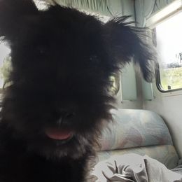 Miniature Schnauzer Puppies from Kelly's Mini Schnauzers