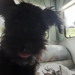 Miniature Schnauzer Puppies from Kelly's Mini Schnauzers
