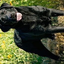 French Bulldogs and Labrador Retrievers from Horseman Hilltop Labradors and Jodee's Frenchies