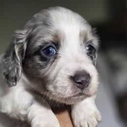 Sage - Dapple female Dachshund puppy in Buckeye, Arizona from Duran Dachshunds