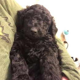Bernedoodle and Goldendoodle Puppies from Kim's Cove Doodles