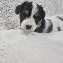 Jingle - White black and tan male Papillon puppy in Hollister, Missouri from Swan Creek Kennel