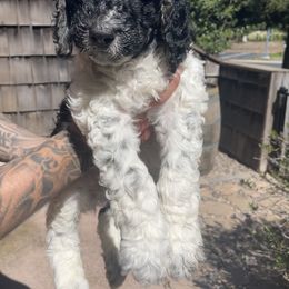 Black - Labradoodle puppy in Santa Maria, California from Diaz Doodles