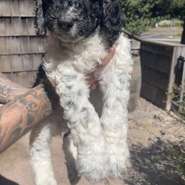 Black - Labradoodle puppy in Santa Maria, California from Diaz Doodles