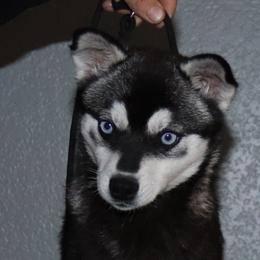 Dryad - Alaskan Klee Kai