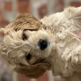 Boy 2 - Apricot Goldendoodle puppy in Walker, Louisiana from Southern Oaks Goldendoodles