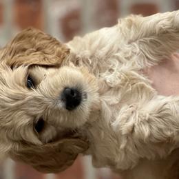 Boy 2 - Apricot Goldendoodle puppy in Walker, Louisiana from Southern Oaks Goldendoodles