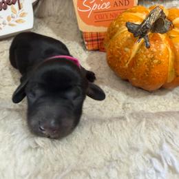 Girl 1 - Black and tan female Dachshund puppy in Pleasant Plains, Arkansas from JGBs Silver Spur Dachshunds