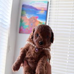 Kaia - Red female Cavapoo puppy in South Jordan, Utah from Wasatch Pup