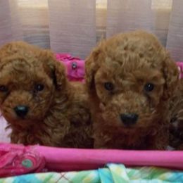 Poodle Puppies from Lowry Toy Poodles