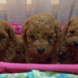 Poodle Puppies from Lowry Toy Poodles