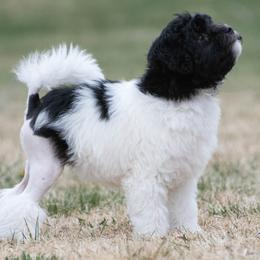 Yuki - White male Lowchen puppy in Fort Collins, Colorado from Dragonne Lowchen