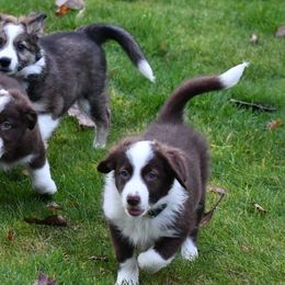 Border Collies from Montana Skye Border Collies