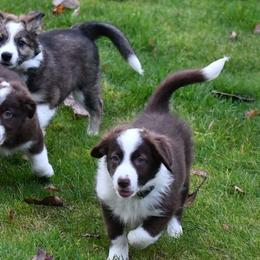 Border Collies from Montana Skye Border Collies