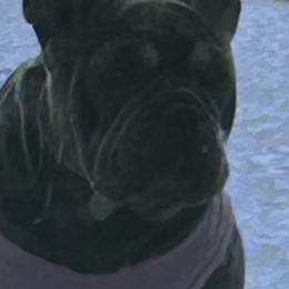 French Bulldogs from M & A Frenchies