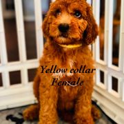 Girl 2 (yellow) - female Double Doodle puppy in Bakersfield, California from Honey Bee Doodles