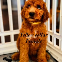 Girl 2 (yellow) - female Double Doodle puppy in Bakersfield, California from Honey Bee Doodles