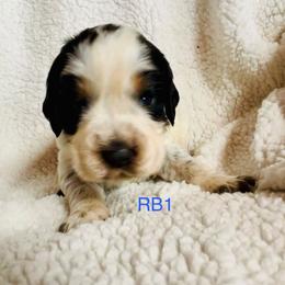 RB1 - Tri-Roan male English Springer Spaniel puppy in Britton, South Dakota from K&S Canines