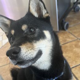 Queenie - Shiba Inu