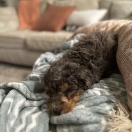 Bernedoodle Puppies from Peach & Pawmetto Doodles