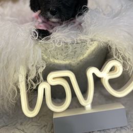 Cavalier King Charles Spaniel and Cavapoo Puppies from K’s Cavys