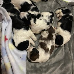 English Springer Spaniel Puppies from Cedar Ridge Kennels