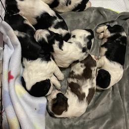 English Springer Spaniel Puppies from Cedar Ridge Kennels