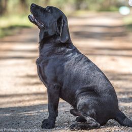 Bromley - Labrador Retriever