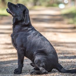 Bromley - Labrador Retriever