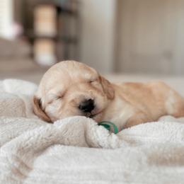 Baklava, Girl - Cream female Goldendoodle puppy in Maricopa, Arizona from Desert Ridge Doodles