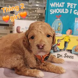 Thing 2- Dr Suess litter - Caramel cream female Labradoodle puppy in Phelan, California from Family Doodles