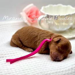 Belle - Red  female Poodle puppy in Munster, Indiana from Miranda’s Sunshine Poodles and Doodles