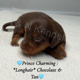 Prince Charming - Chocolate and tan male Dachshund puppy in Brandon, Mississippi from A & N Kennel’s Mini Dachshunds