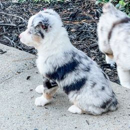 Teeter - Blue merle Miniature Australian Shepherd puppy in Goldsboro, North Carolina from Maple Ridge Farm