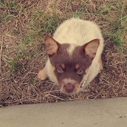 Australian Cattle Dog Puppies from Rising J Cattle Dogs