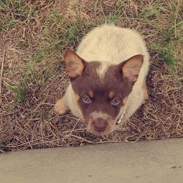 Australian Cattle Dog Puppies from Rising J Cattle Dogs
