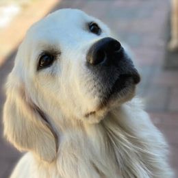Chloe - Golden Retriever